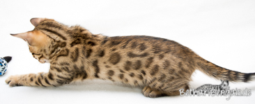 Bengal Leopard